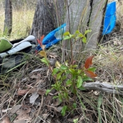 Photinia serratifolia at Cook, ACT - 19 Dec 2023