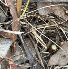 Photinia serratifolia at Cook, ACT - 19 Dec 2023