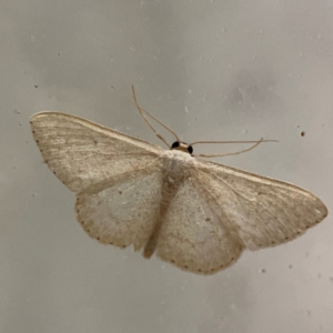 Scopula optivata at Surf Beach, NSW - 18 Dec 2023