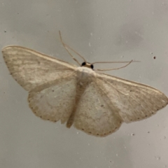 Scopula optivata at Surf Beach, NSW - 18 Dec 2023 11:50 PM