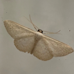 Scopula optivata at Surf Beach, NSW - 18 Dec 2023