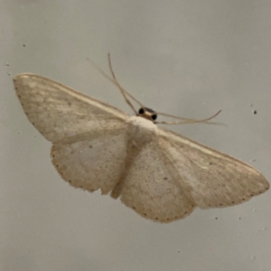 Scopula optivata at Surf Beach, NSW - 18 Dec 2023