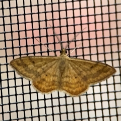 Scopula rubraria (Reddish Wave, Plantain Moth) at Surf Beach, NSW - 19 Dec 2023 by Hejor1