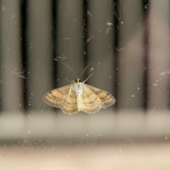 Scopula rubraria at Surf Beach, NSW - 19 Dec 2023 12:00 AM