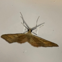 Scopula rubraria at Surf Beach, NSW - 19 Dec 2023 12:00 AM