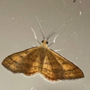 Scopula rubraria at Surf Beach, NSW - 19 Dec 2023