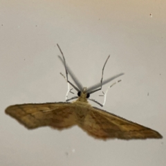 Scopula rubraria at Surf Beach, NSW - 19 Dec 2023 12:00 AM