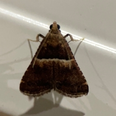 Unidentified Pyralid or Snout Moth (Pyralidae & Crambidae) at Surf Beach, NSW - 18 Dec 2023 by Hejor1