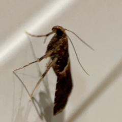Endotricha puncticostalis at Surf Beach, NSW - 18 Dec 2023 11:52 PM