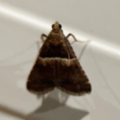 Endotricha puncticostalis at Surf Beach, NSW - 18 Dec 2023 11:52 PM