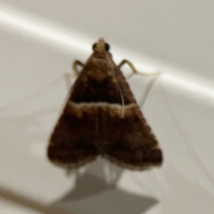 Endotricha puncticostalis at Surf Beach, NSW - 18 Dec 2023 11:52 PM
