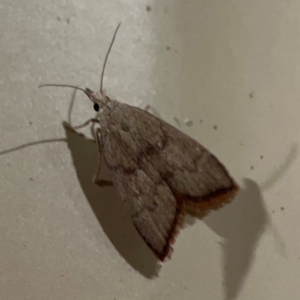 Callionyma sarcodes at Surf Beach, NSW - 18 Dec 2023 11:53 PM