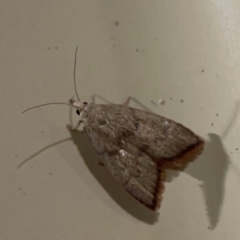 Callionyma sarcodes at Surf Beach, NSW - 18 Dec 2023