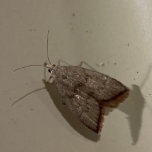 Callionyma sarcodes at Surf Beach, NSW - 18 Dec 2023 11:53 PM