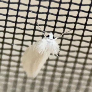 Tipanaea patulella at Surf Beach, NSW - 18 Dec 2023 11:54 PM