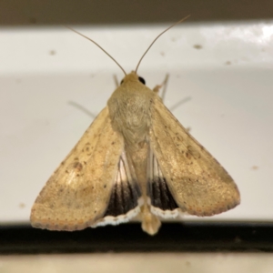 Helicoverpa punctigera at Surf Beach, NSW - 18 Dec 2023