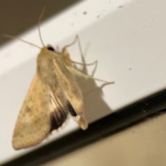 Helicoverpa punctigera at Surf Beach, NSW - 18 Dec 2023 11:54 PM