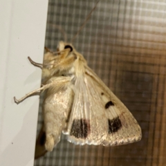 Helicoverpa punctigera at Surf Beach, NSW - 18 Dec 2023