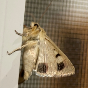 Helicoverpa punctigera at Surf Beach, NSW - 18 Dec 2023 11:54 PM