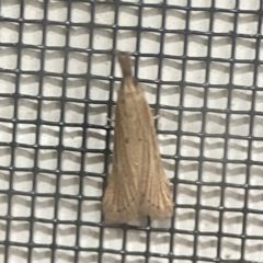 Unidentified Pyralid or Snout Moth (Pyralidae & Crambidae) at Surf Beach, NSW - 18 Dec 2023 by Hejor1