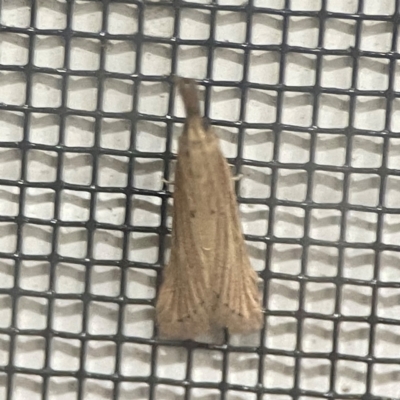 Unidentified Pyralid or Snout Moth (Pyralidae & Crambidae) at Surf Beach, NSW - 18 Dec 2023 by Hejor1