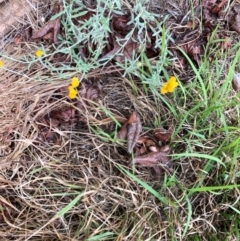 Chrysocephalum apiculatum (Common Everlasting) at Lyons, ACT - 18 Dec 2023 by ran452