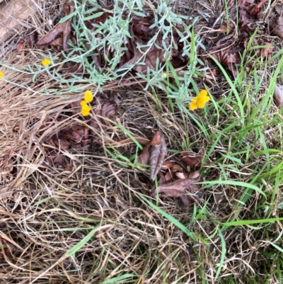 Chrysocephalum apiculatum (Common Everlasting) at Lyons, ACT - 19 Dec 2023 by ran452