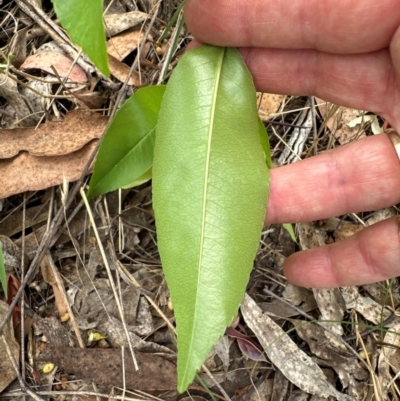 Prunus sp. (A Plum) at Belconnen, ACT - 19 Dec 2023 by lbradley