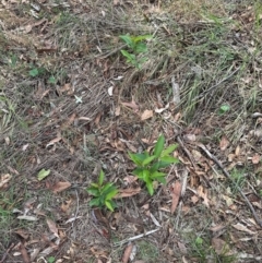 Prunus sp. at Aranda Bushland - 19 Dec 2023