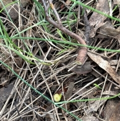 Prunus sp. at Cook, ACT - 19 Dec 2023