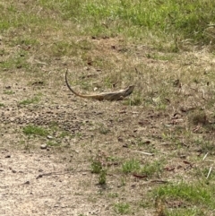 Pogona barbata at Aranda Bushland - 19 Dec 2023 by lbradley