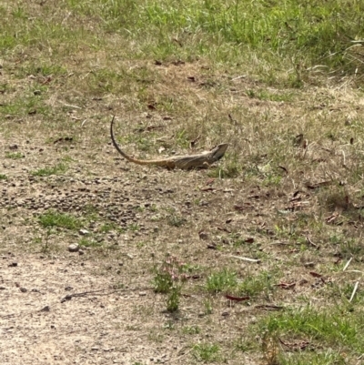 Pogona barbata at Belconnen, ACT - 19 Dec 2023 by lbradley