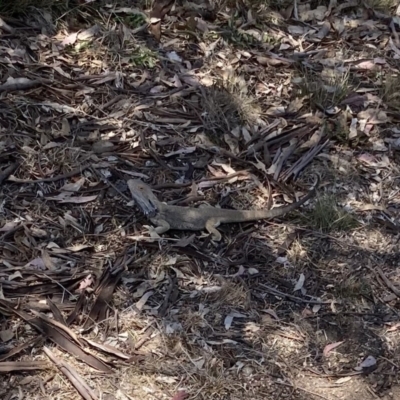 Pogona barbata (Eastern Bearded Dragon) at Oakey Hill - 1 Nov 2023 by ran452