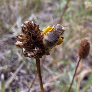 Lasioglossum (Chilalictus) sp. (genus & subgenus) at Franklin Grassland (FRA_5) - 11 Dec 2023