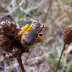 Lasioglossum (Chilalictus) sp. (genus & subgenus) at Franklin Grassland (FRA_5) - 11 Dec 2023