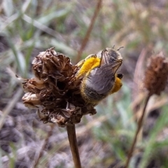 Lasioglossum (Chilalictus) sp. (genus & subgenus) at Franklin Grassland (FRA_5) - 11 Dec 2023