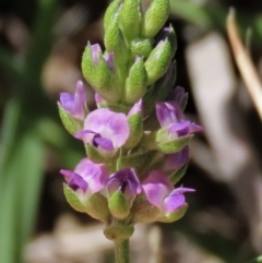 Cullen tenax (Tough Scurf-Pea) at Yarralumla, ACT - 16 Dec 2023 by AndyRoo