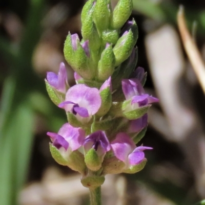 Cullen tenax (Tough Scurf-Pea) at Yarralumla, ACT - 16 Dec 2023 by AndyRoo