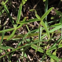 Cullen tenax at Blue Gum Point to Attunga Bay - 16 Dec 2023