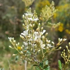 Bursaria spinosa subsp. lasiophylla (Australian Blackthorn) at Isaacs Ridge and Nearby - 19 Dec 2023 by Mike