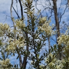 Bursaria spinosa subsp. lasiophylla at Isaacs Ridge and Nearby - 19 Dec 2023