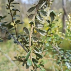 Bursaria spinosa subsp. lasiophylla at Isaacs Ridge and Nearby - 19 Dec 2023
