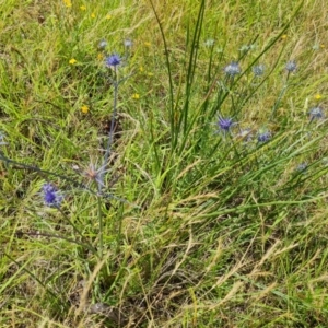 Eryngium ovinum at Isaacs Ridge and Nearby - 19 Dec 2023