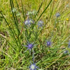 Eryngium ovinum at Isaacs Ridge and Nearby - 19 Dec 2023 11:08 AM