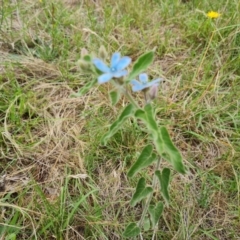 Oxypetalum coeruleum (Tweedia or Southern Star) at Isaacs Ridge NR (ICR) - 19 Dec 2023 by Mike