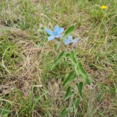 Oxypetalum coeruleum (Tweedia or Southern Star) at Isaacs Ridge NR (ICR) - 18 Dec 2023 by Mike