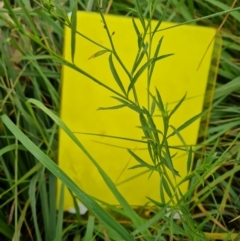 Lepidium africanum at Isaacs Ridge Offset Area - 19 Dec 2023