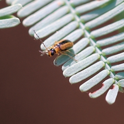 Monolepta froggatti (Leaf beetle) at Yackandandah, VIC - 18 Dec 2023 by KylieWaldon