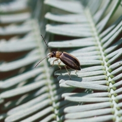 Monolepta froggatti at Yackandandah, VIC - 19 Dec 2023