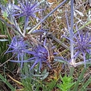 Zosteria sp. (genus) at Franklin Grassland (FRA_5) - 11 Dec 2023